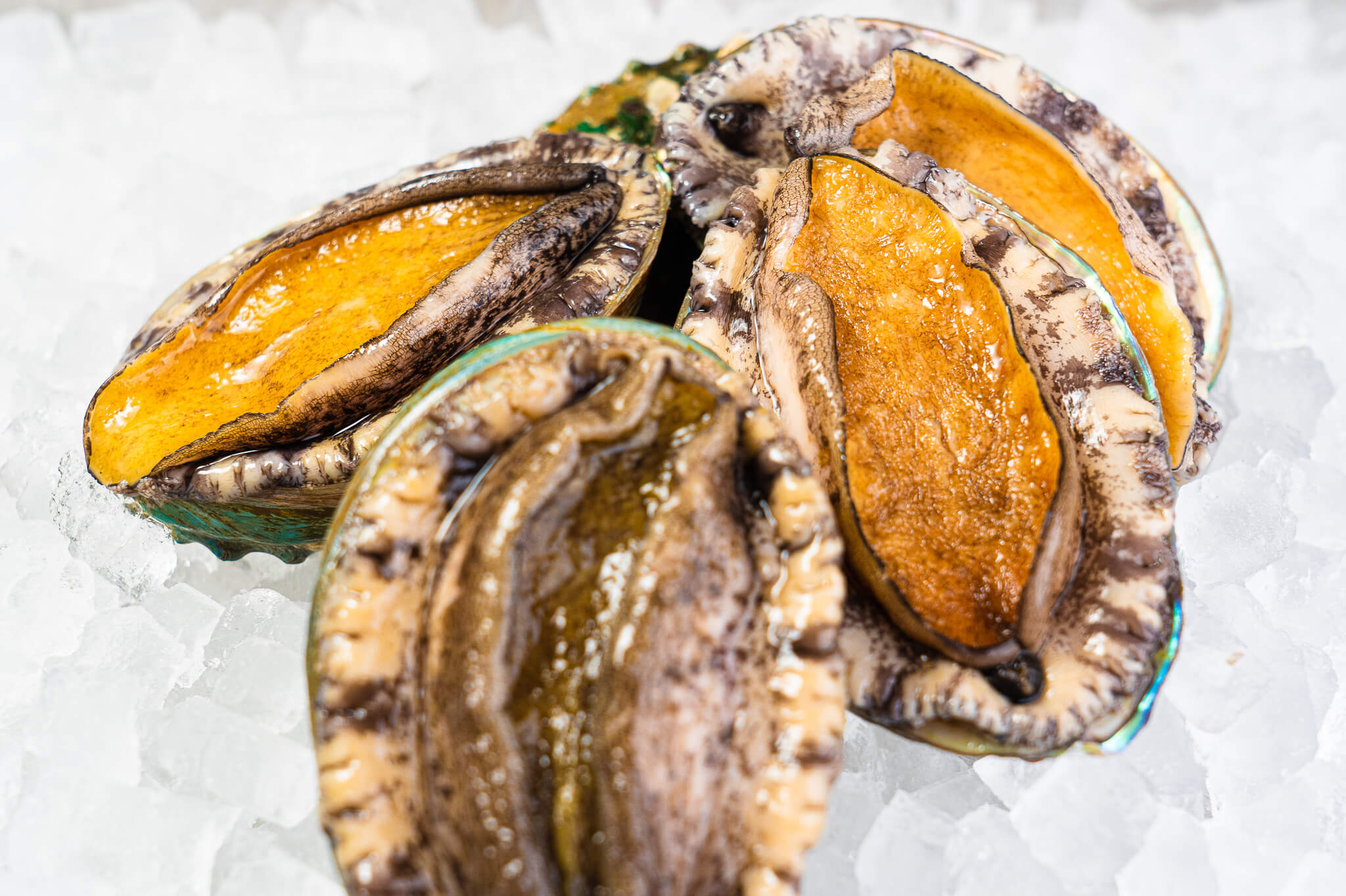 アワビやハマグリなども時期や漁獲量によっては出るかも…?!